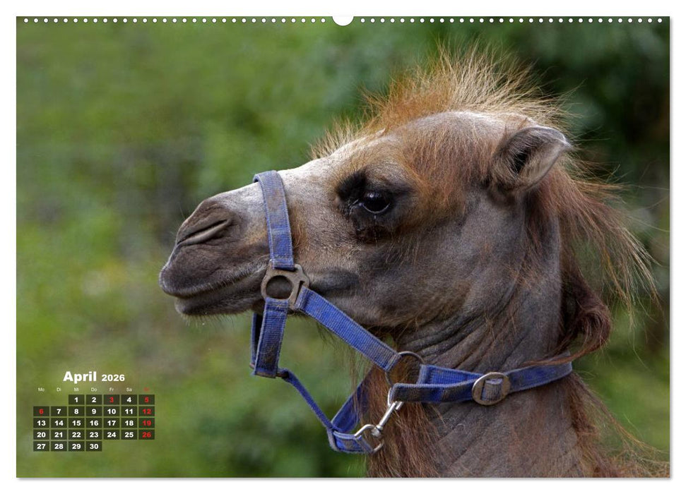 Kamele (CALVENDO Premium Wandkalender 2026)