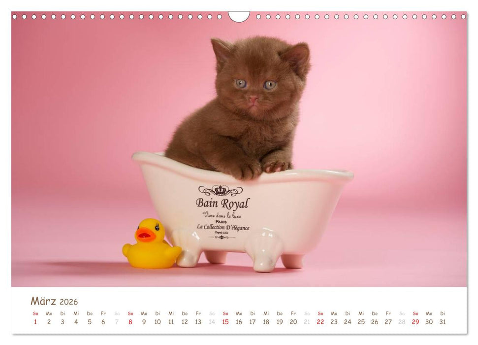 Die Britisch Kurzhaar (CALVENDO Wandkalender 2026)