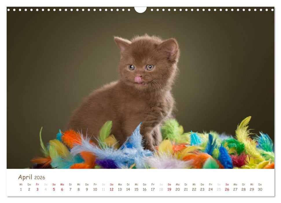 Die Britisch Kurzhaar (CALVENDO Wandkalender 2026)