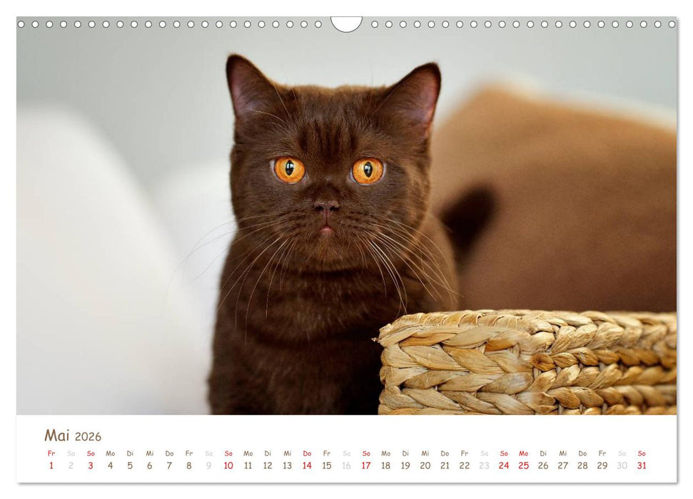 Die Britisch Kurzhaar (CALVENDO Wandkalender 2026)