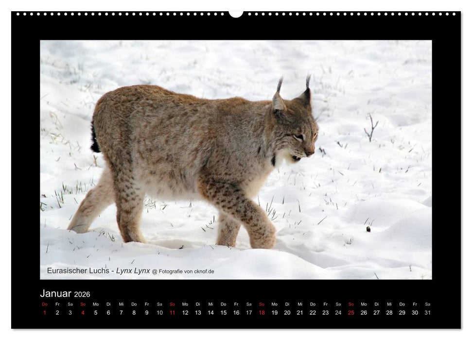 Wildtiere (CALVENDO Premium Wandkalender 2026)