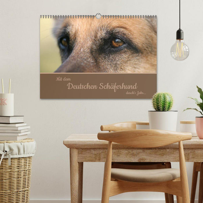Mit dem Deutschen Schäferhund durch's Jahr (CALVENDO Wandkalender 2026)