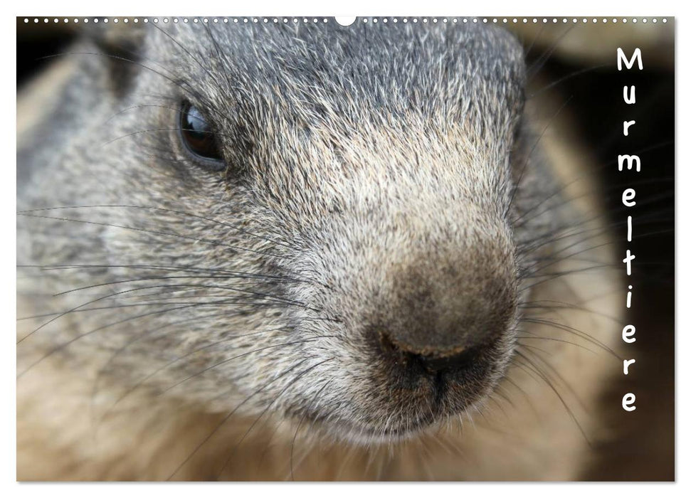Murmeltiere (CALVENDO Wandkalender 2026)