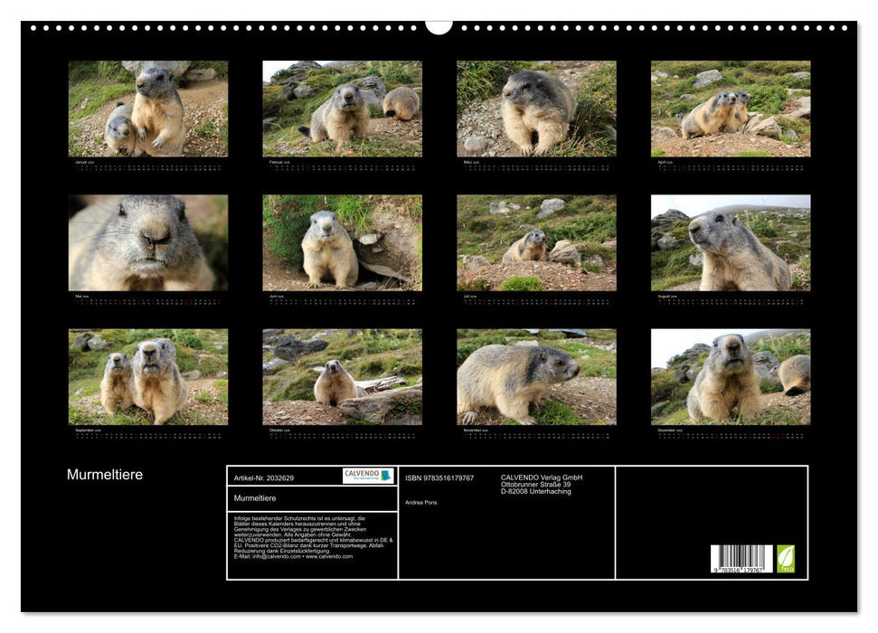 Murmeltiere (CALVENDO Wandkalender 2026)