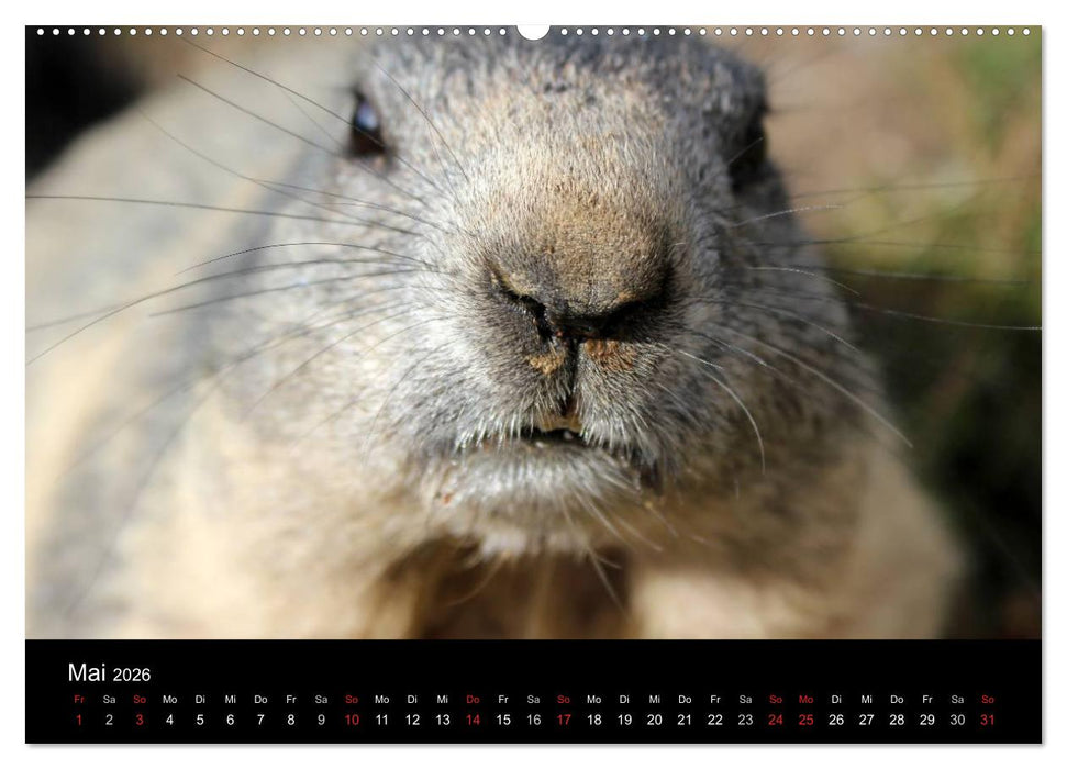 Murmeltiere (CALVENDO Wandkalender 2026)
