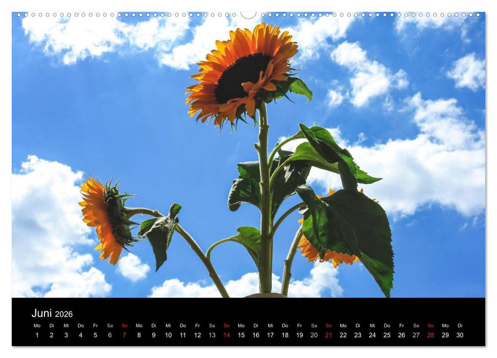 Sonnenblumen (CALVENDO Wandkalender 2026)