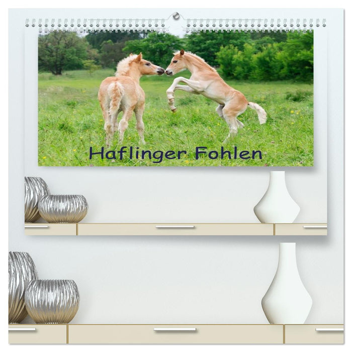 Haflinger Fohlen (CALVENDO Premium Wandkalender 2026)