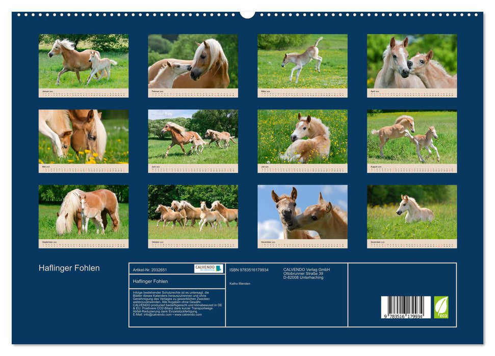 Haflinger Fohlen (CALVENDO Premium Wandkalender 2026)