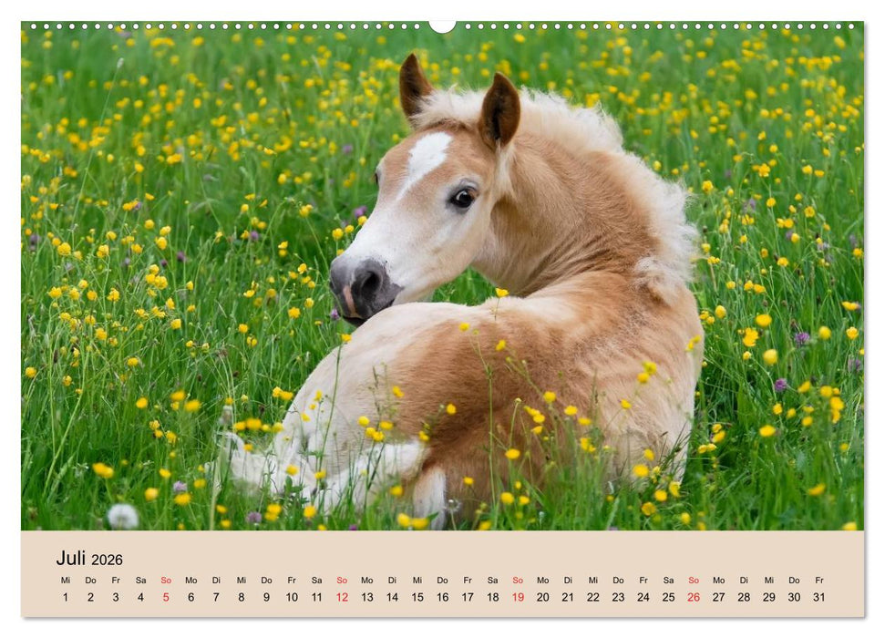 Haflinger Fohlen (CALVENDO Premium Wandkalender 2026)