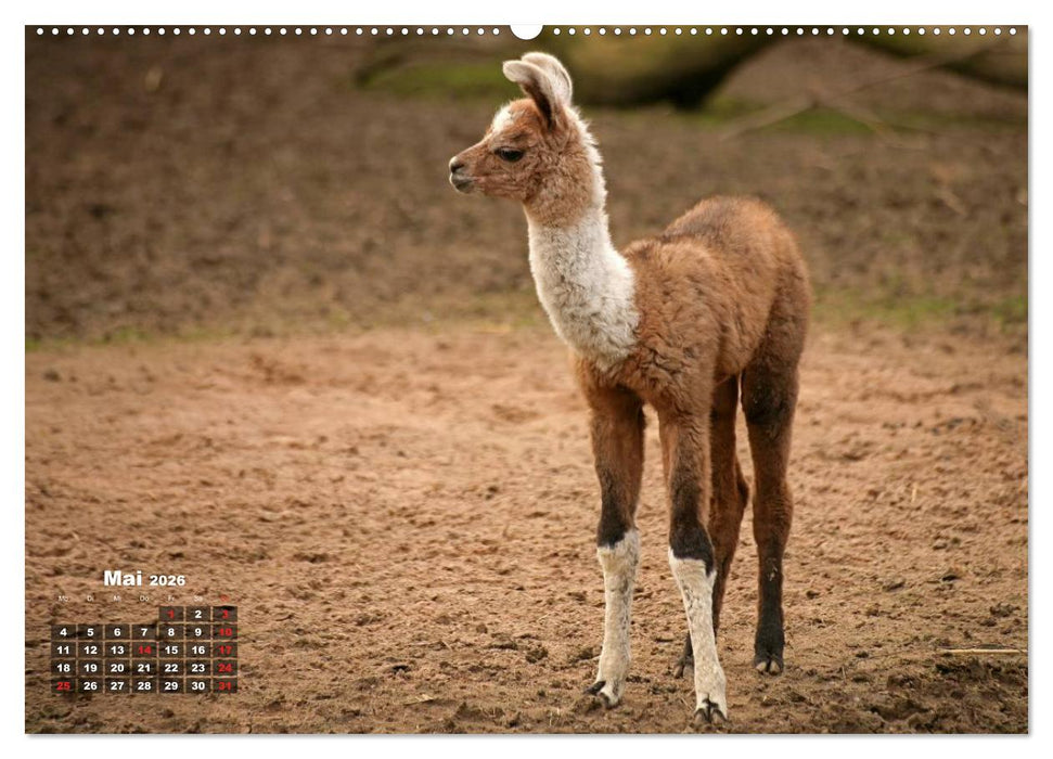 Kamele (CALVENDO Wandkalender 2026)