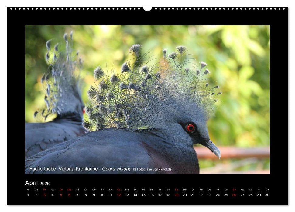 Wildtiere (CALVENDO Wandkalender 2026)