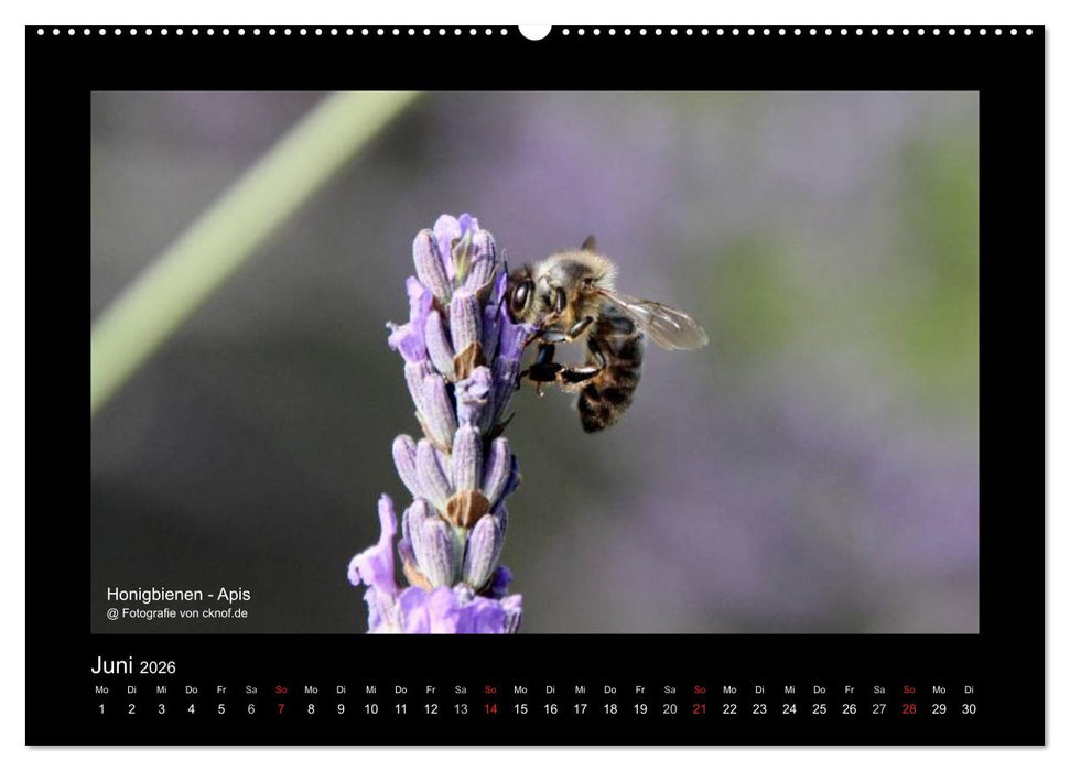 Wildtiere (CALVENDO Wandkalender 2026)