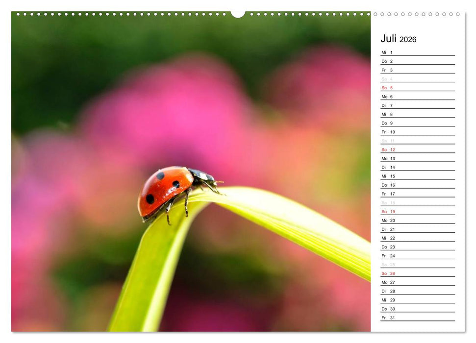Marienkäfer 2026 (CALVENDO Premium Wandkalender 2026)