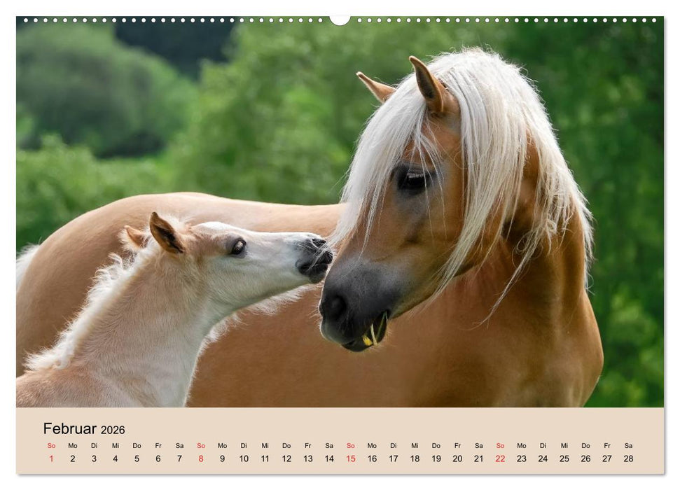 Haflinger Fohlen (CALVENDO Wandkalender 2026)
