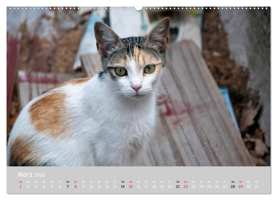 Katzen des Südens (CALVENDO Premium Wandkalender 2026)