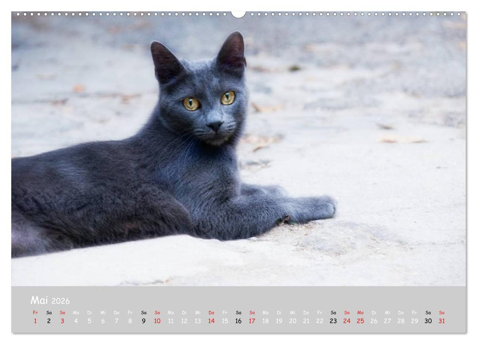 Katzen des Südens (CALVENDO Premium Wandkalender 2026)