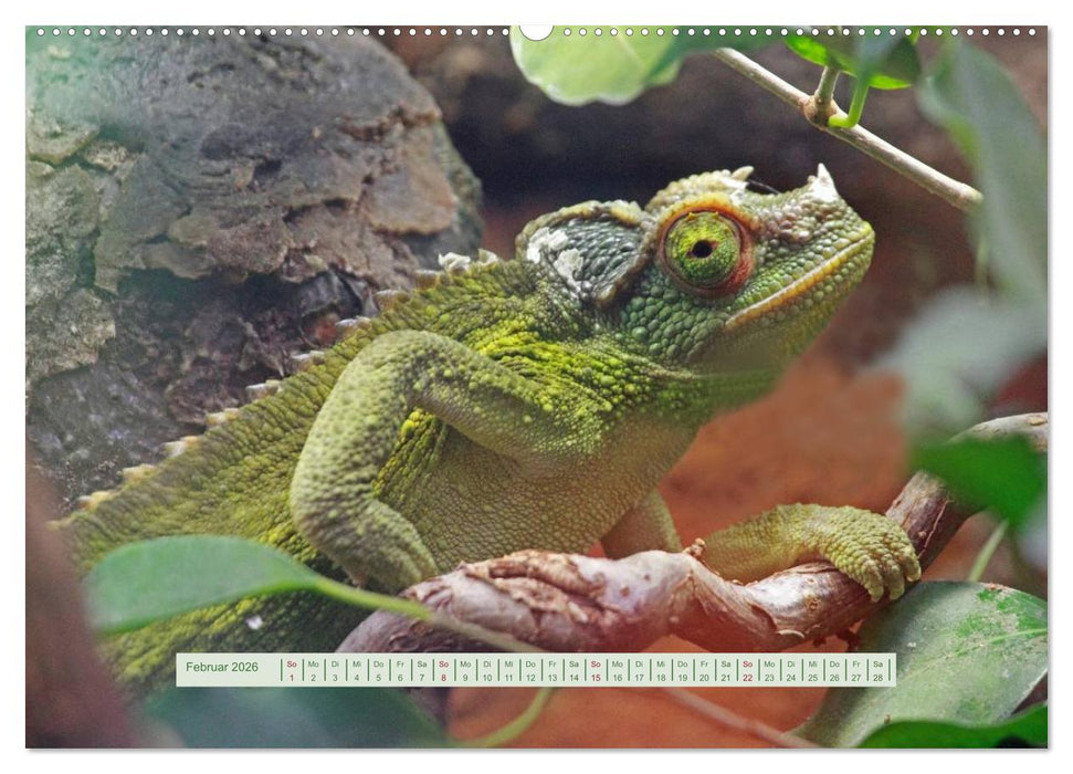 Chamäleons (CALVENDO Premium Wandkalender 2026)