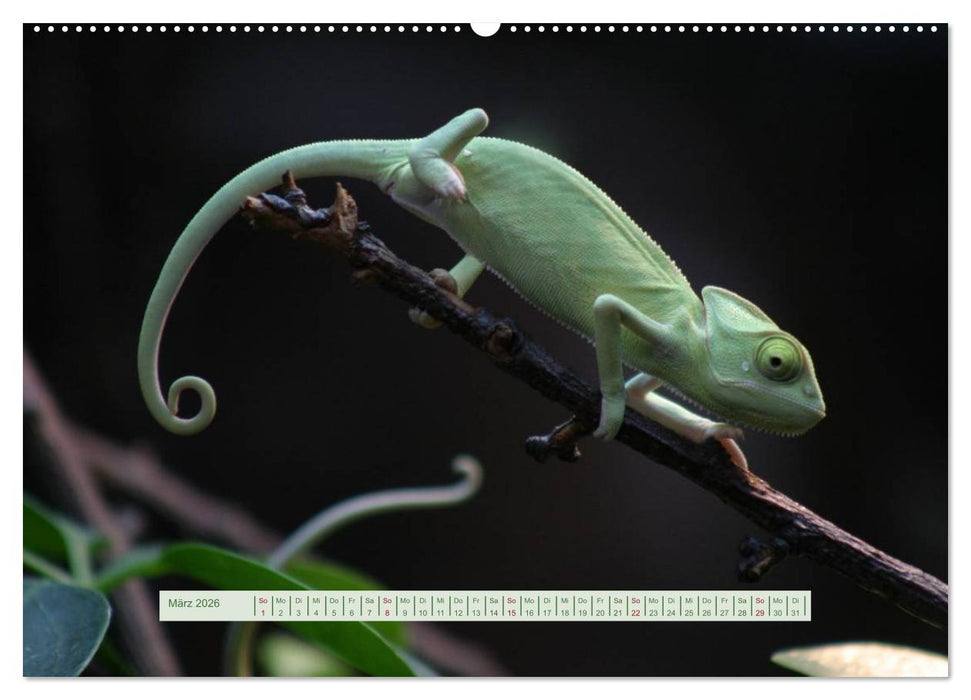 Chamäleons (CALVENDO Premium Wandkalender 2026)