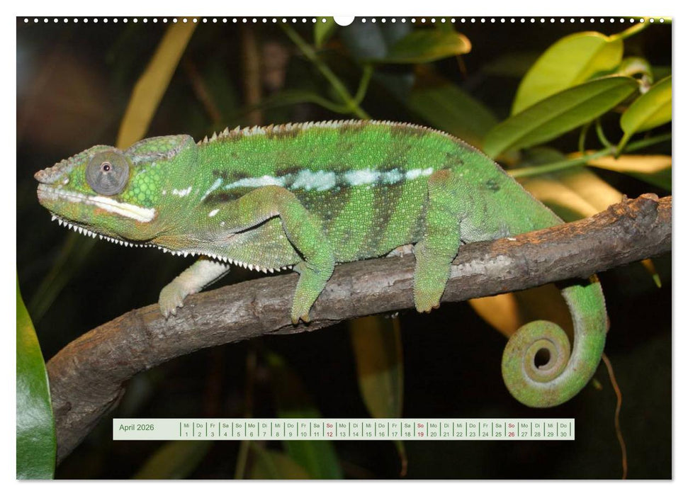 Chamäleons (CALVENDO Premium Wandkalender 2026)