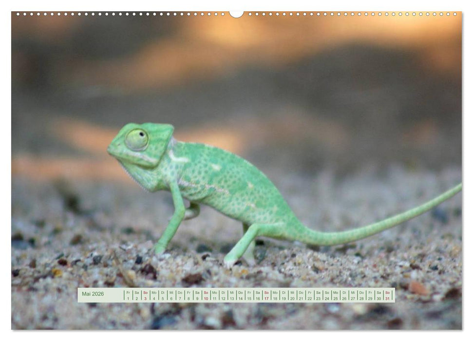 Chamäleons (CALVENDO Premium Wandkalender 2026)