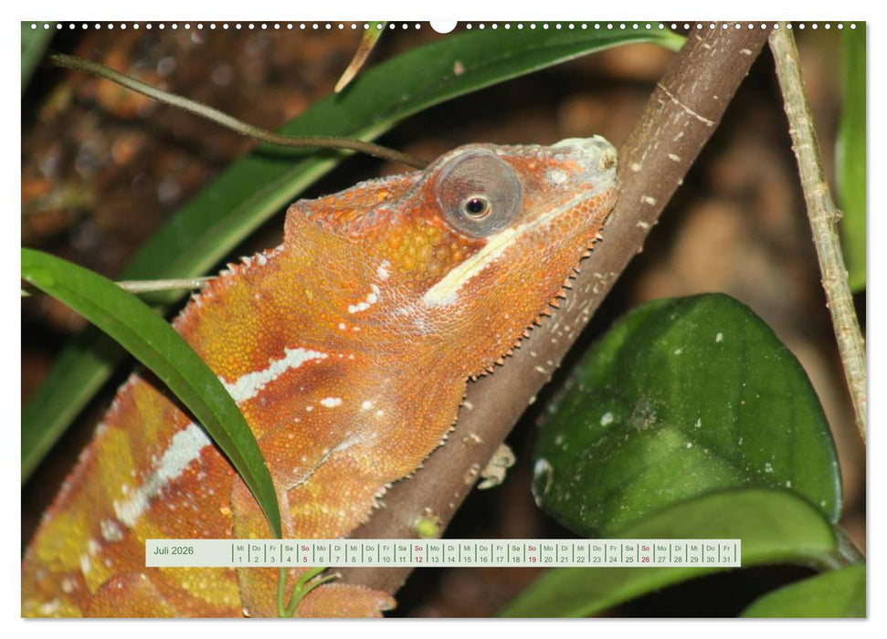 Chamäleons (CALVENDO Premium Wandkalender 2026)