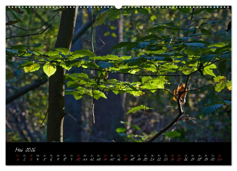 Wald (CALVENDO Premium Wandkalender 2026)