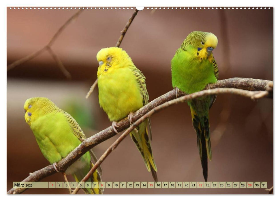 Wellensittiche (CALVENDO Premium Wandkalender 2026)