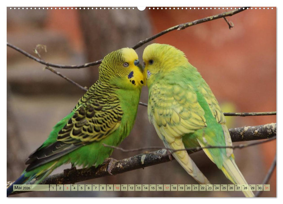Wellensittiche (CALVENDO Premium Wandkalender 2026)