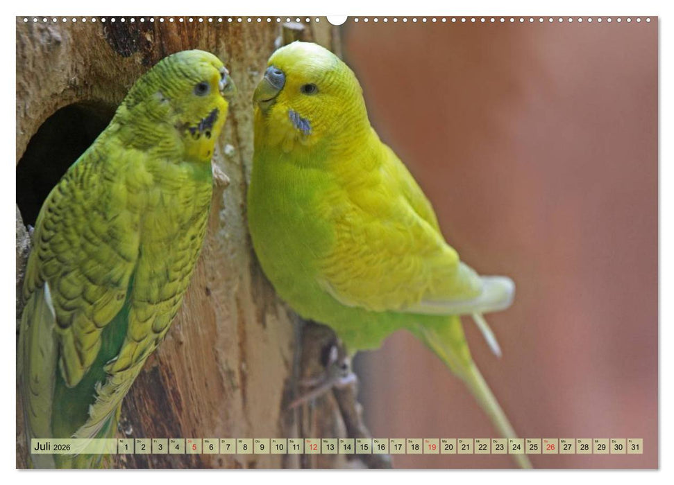 Wellensittiche (CALVENDO Premium Wandkalender 2026)