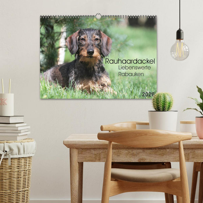 Liebenswerte Rabauken - Rauhaardackel (CALVENDO Wandkalender 2026)