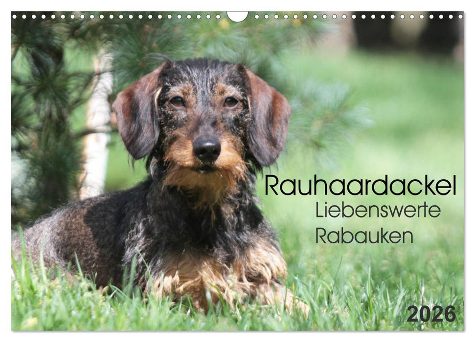 Liebenswerte Rabauken - Rauhaardackel (CALVENDO Wandkalender 2026)
