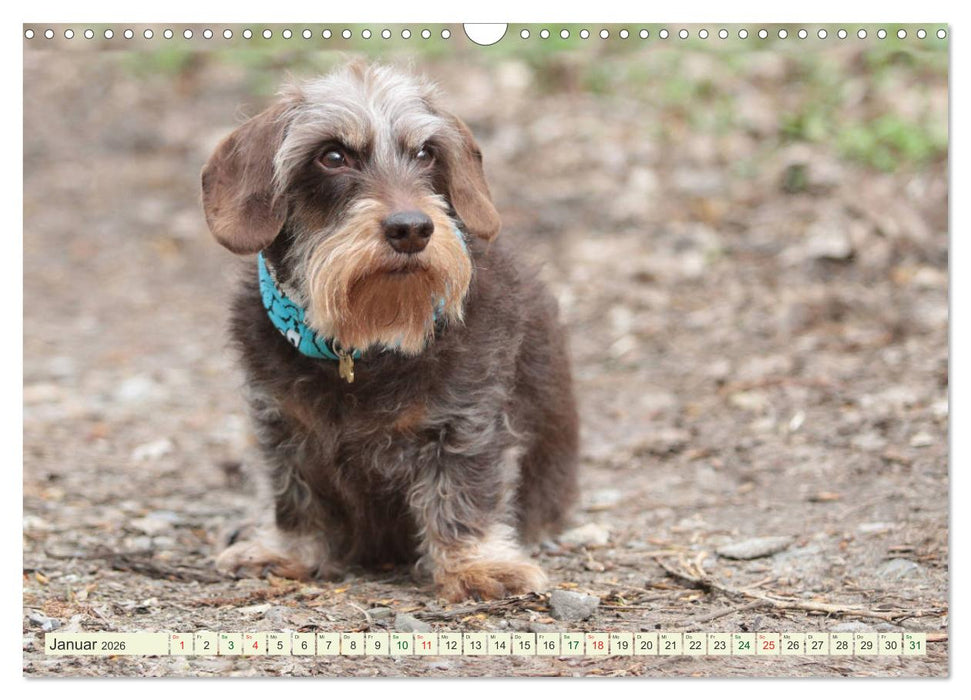 Liebenswerte Rabauken - Rauhaardackel (CALVENDO Wandkalender 2026)
