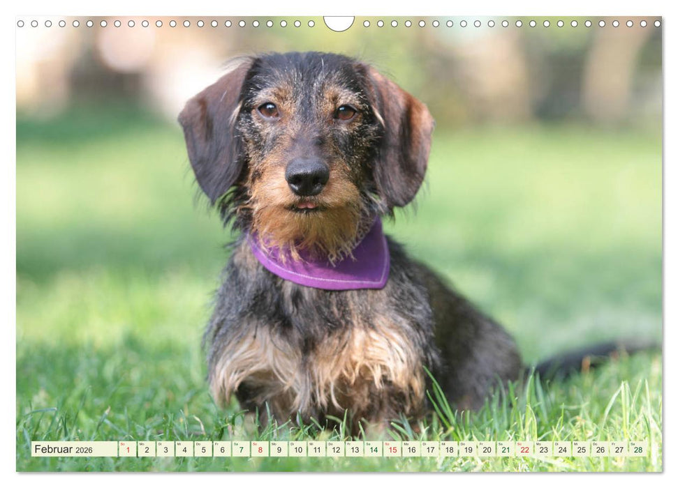 Liebenswerte Rabauken - Rauhaardackel (CALVENDO Wandkalender 2026)