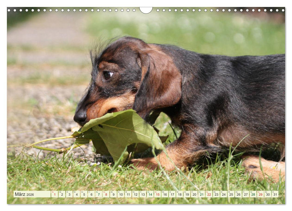 Liebenswerte Rabauken - Rauhaardackel (CALVENDO Wandkalender 2026)