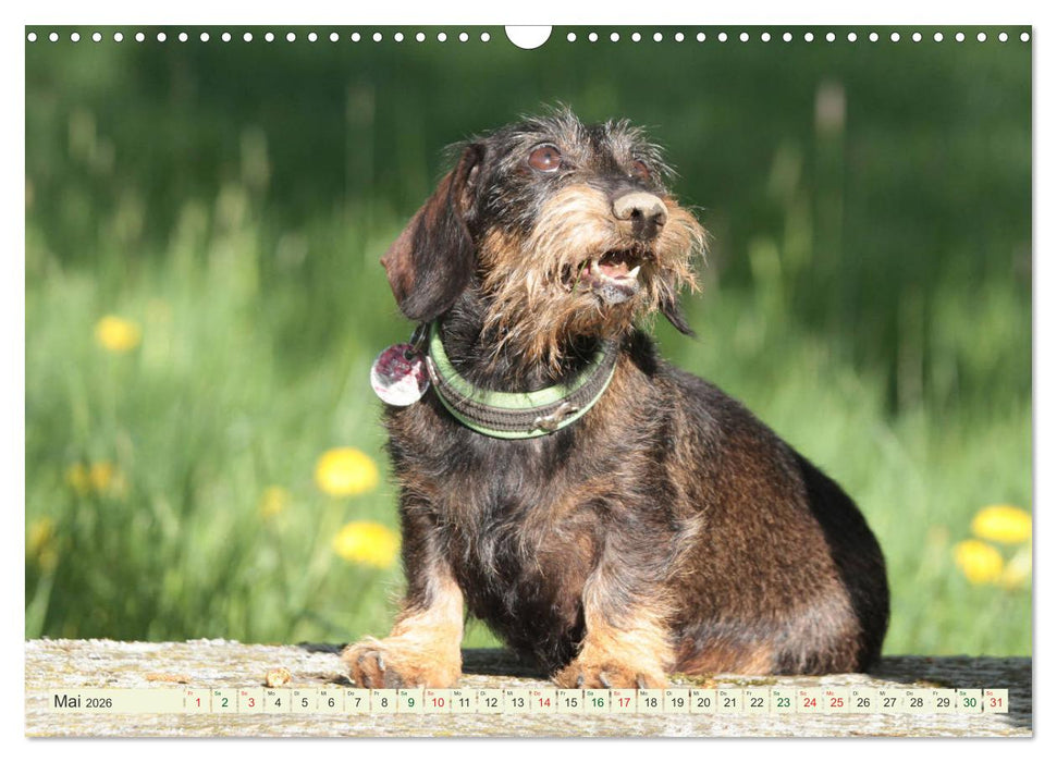 Liebenswerte Rabauken - Rauhaardackel (CALVENDO Wandkalender 2026)