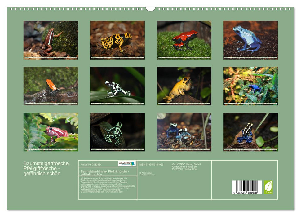 Baumsteigerfrösche. Pfeilgiftfrösche - gefährlich schön (CALVENDO Premium Wandkalender 2026)