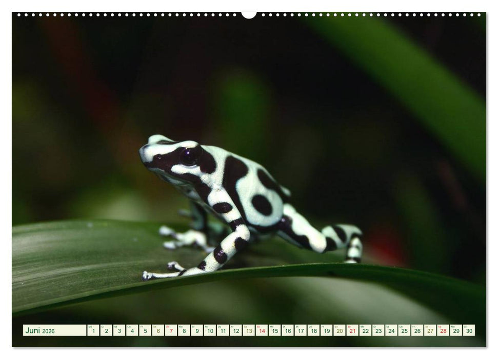 Baumsteigerfrösche. Pfeilgiftfrösche - gefährlich schön (CALVENDO Premium Wandkalender 2026)
