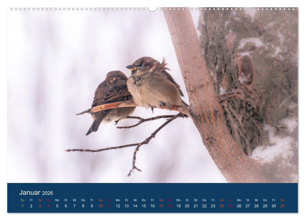 Spatzen-Kalender (CALVENDO Premium Wandkalender 2026)