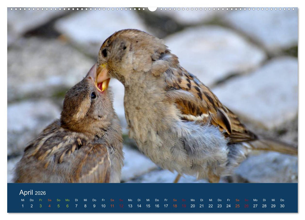 Spatzen-Kalender (CALVENDO Premium Wandkalender 2026)