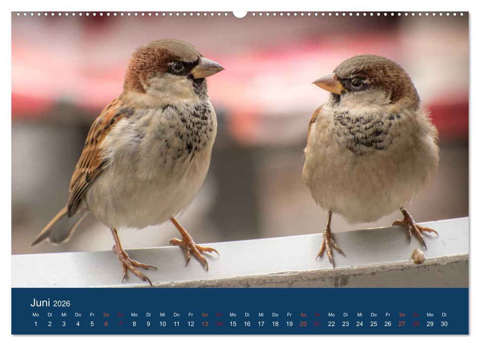 Spatzen-Kalender (CALVENDO Premium Wandkalender 2026)