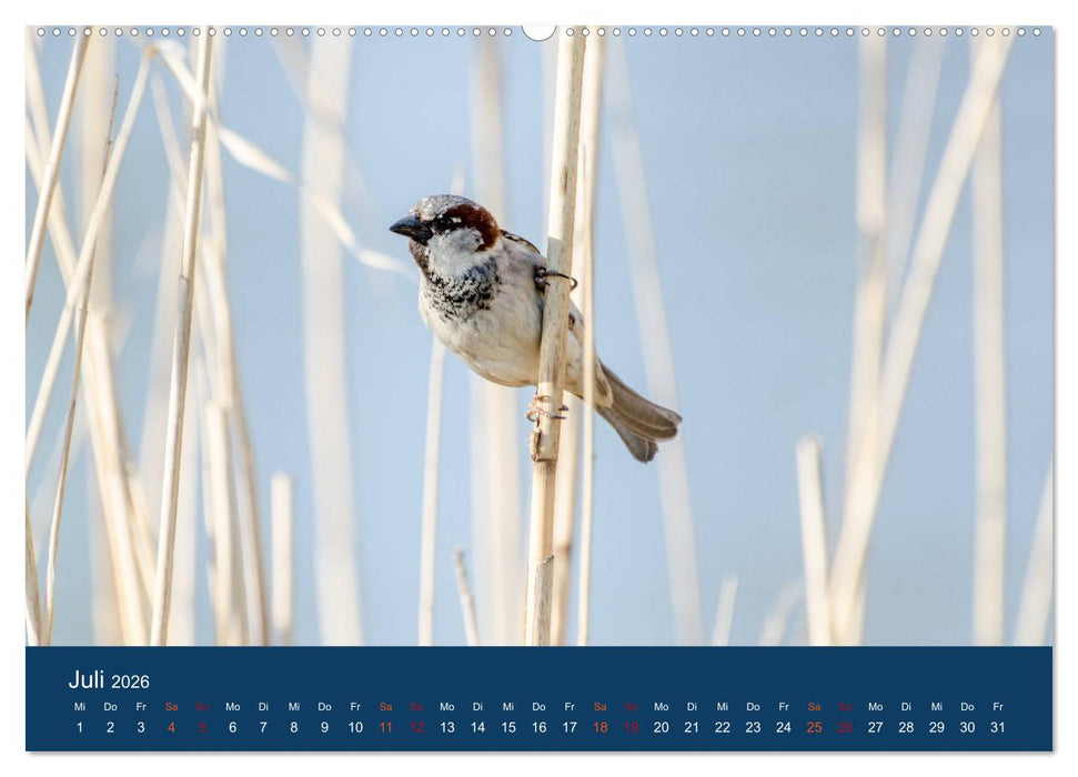 Spatzen-Kalender (CALVENDO Premium Wandkalender 2026)