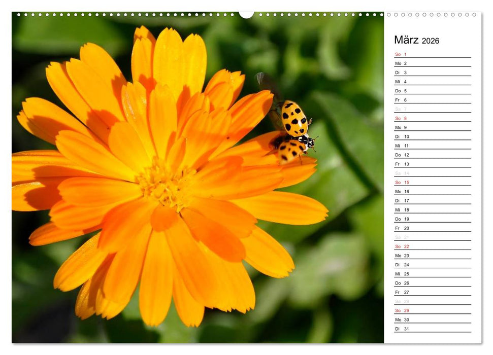 Marienkäfer 2026 (CALVENDO Wandkalender 2026)