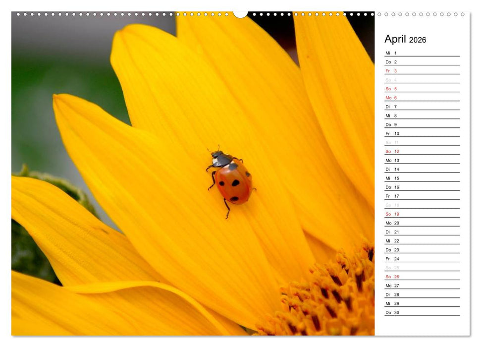 Marienkäfer 2026 (CALVENDO Wandkalender 2026)
