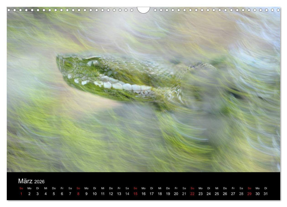 WILD - Tierkalender 2026 (CALVENDO Wandkalender 2026)