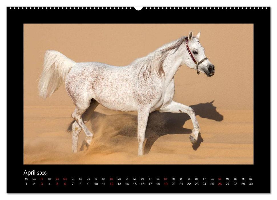 Vollblutaraber (CALVENDO Premium Wandkalender 2026)