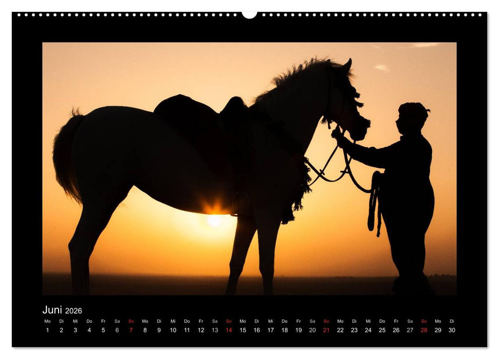 Vollblutaraber (CALVENDO Premium Wandkalender 2026)