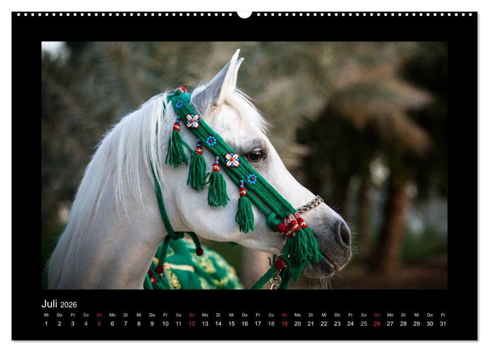 Vollblutaraber (CALVENDO Premium Wandkalender 2026)