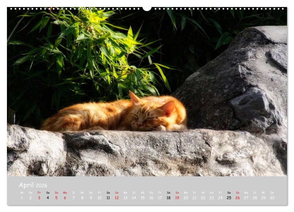 Katzen des Südens (CALVENDO Wandkalender 2026)
