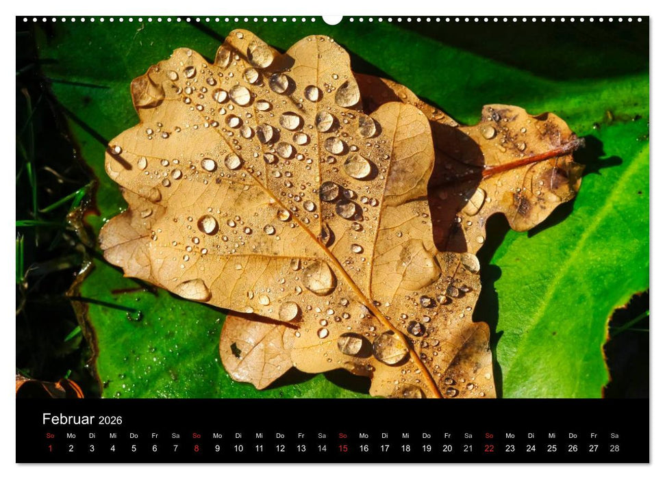 Wassertropfen (CALVENDO Premium Wandkalender 2026)