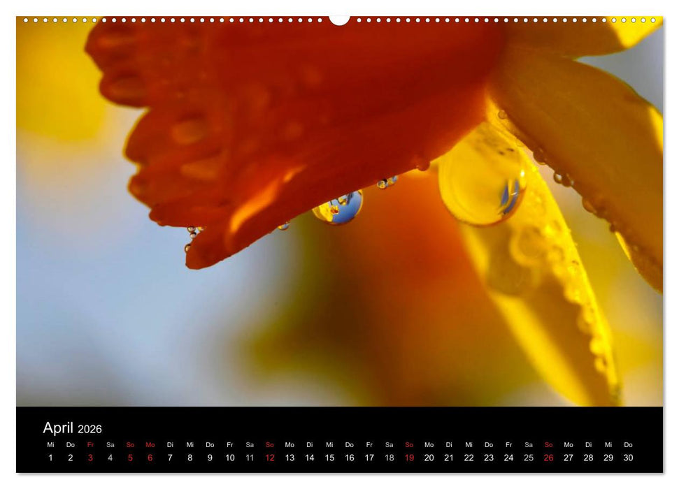 Wassertropfen (CALVENDO Premium Wandkalender 2026)